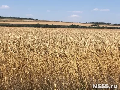 Продажа земель сельхозназначения в Ставропольском крае фото 1